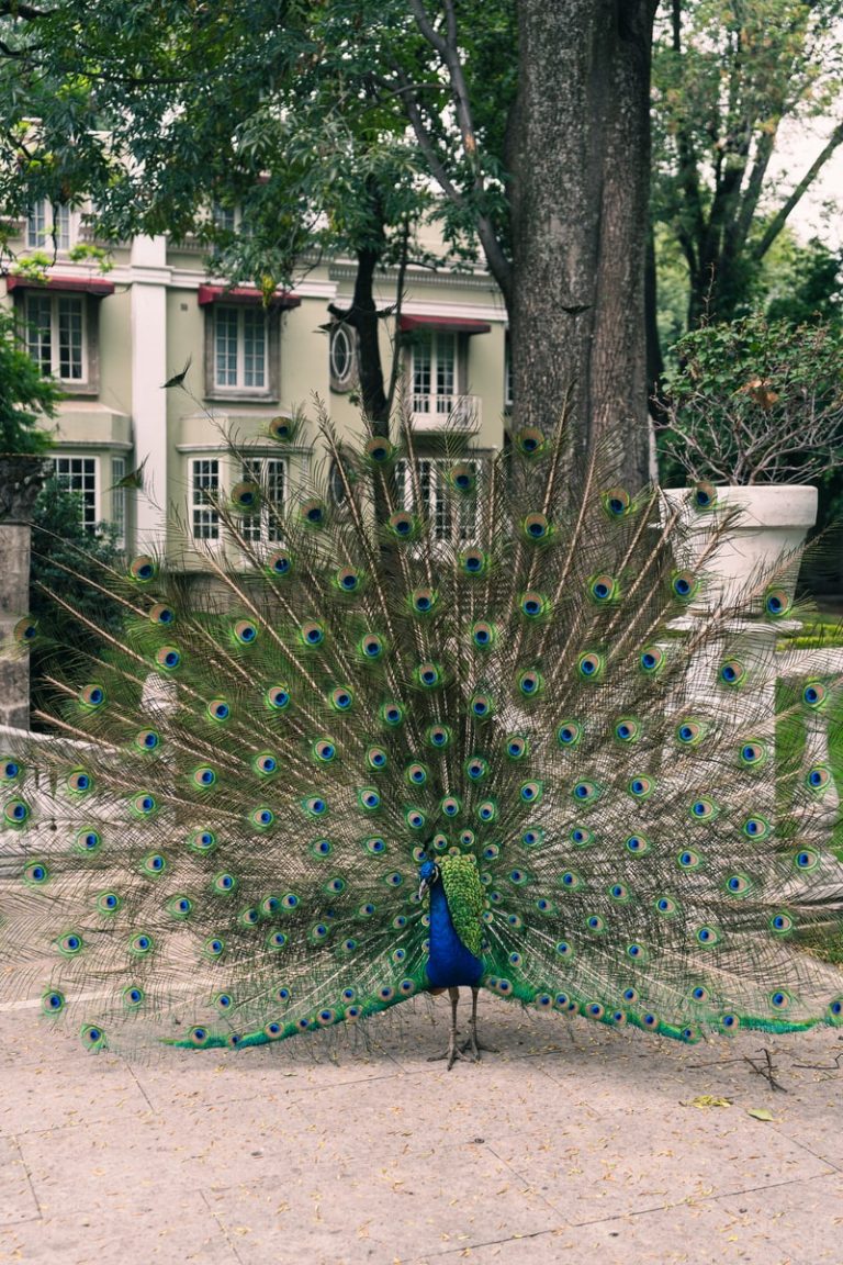 museo de frida kahlo, mansion papilio